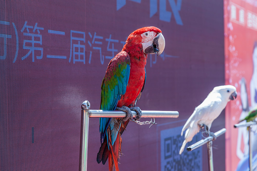 【車展第一天】遇到那個(gè)TA，放棄蘋果8......